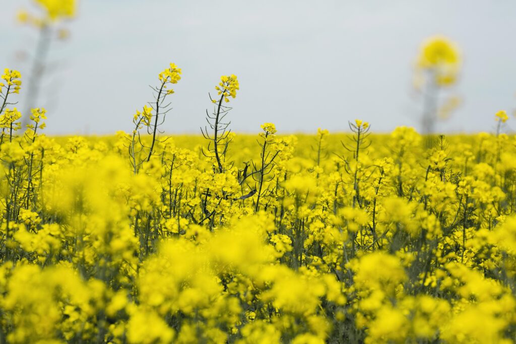 insektycyd delmetros