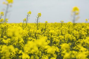 insektycyd delmetros