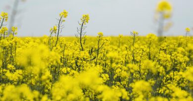 insektycyd delmetros