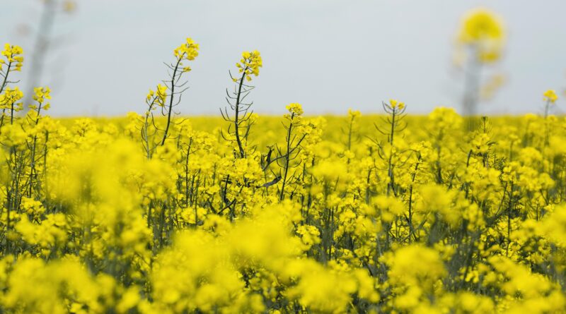 insektycyd delmetros